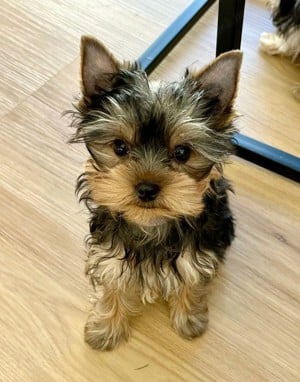 Yorkshire terrier  - kép 2