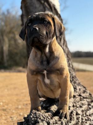 Cane Corso fulvo kan EUCH WCH vonallal , tenyésztői garanciácval eladó