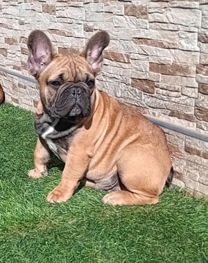 FCI pedigre  Francia Bulldog  - kép 2