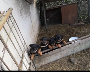 Rottweiler kis kutyák eladók - kép 2