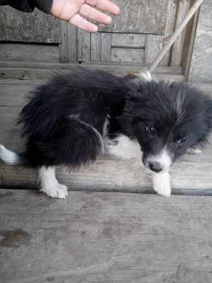 Border Collie kiskutyák  - kép 3