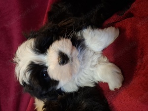 Bichon havanese kölykök eladók  - kép 2