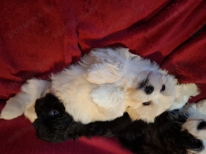 Bichon havanese kölykök eladók  - kép 12