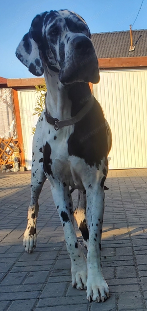 Harlekin Német Dog - kép 8