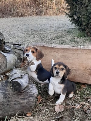 eladó beagle kiskutyák 