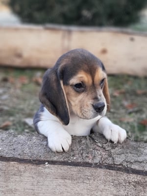 eladó beagle kiskutyák  - kép 4