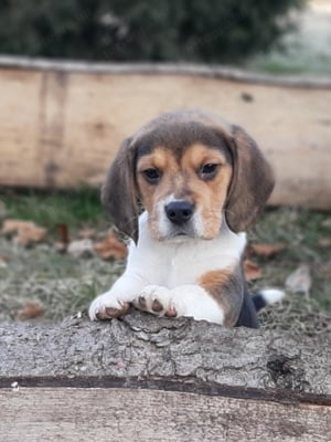 eladó beagle kiskutyák  - kép 2