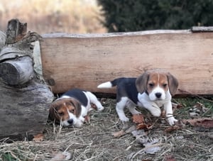 eladó beagle kiskutyák  - kép 8