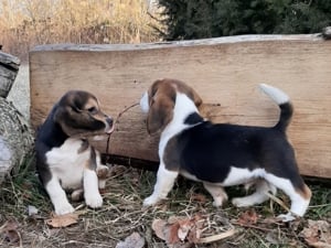 eladó beagle kiskutyák  - kép 14