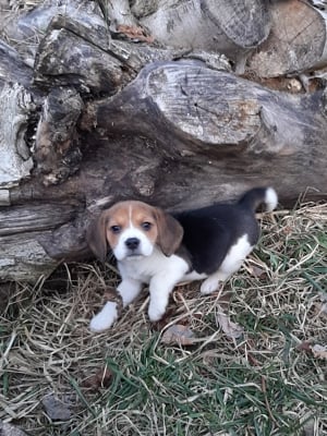 eladó beagle kiskutyák  - kép 12