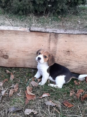 eladó beagle kiskutyák  - kép 9