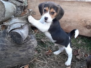 eladó beagle kiskutyák  - kép 10