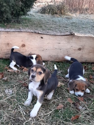 eladó beagle kiskutyák  - kép 11