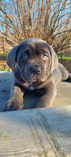 blue cane corso eladó  - kép 2