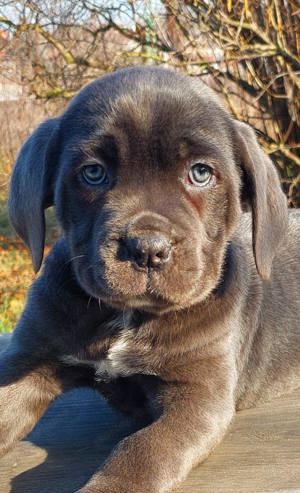 blue cane corso eladó  - kép 4