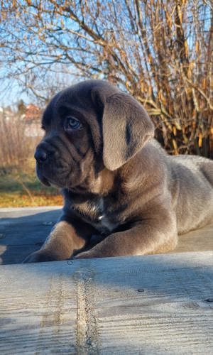 blue cane corso eladó  - kép 6