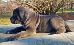 blue cane corso eladó  - kép 3