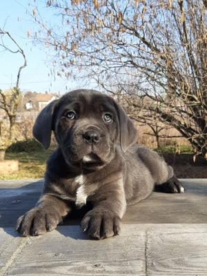 blue cane corso eladó  - kép 7