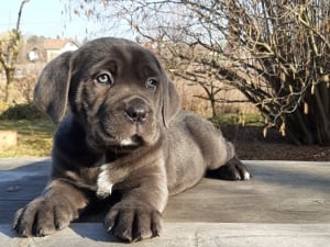 blue cane corso eladó  - kép 8