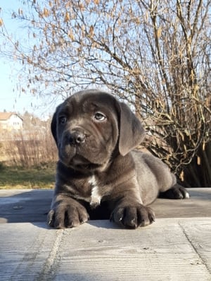 blue cane corso eladó  - kép 9