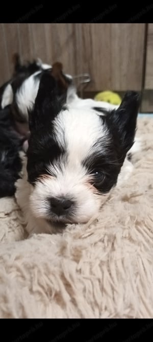 Black- white terrier