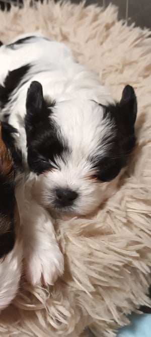 Black- white terrier - kép 2