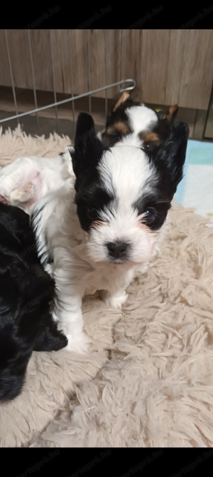 Black- white terrier - kép 3