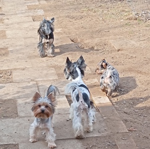 Különleges merle yorkshire terrier fiú - kép 5