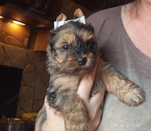 Különleges merle yorkshire terrier fiú - kép 7