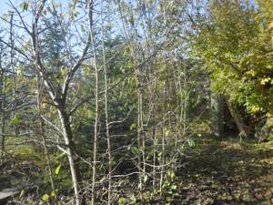 Török mogyoró (Corylus colurna)