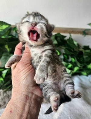 Tenyésztőtől eladó Selkirk Rex hosszú szőrű  kisfiú - kép 5