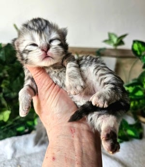 Tenyésztőtől eladó Selkirk Rex hosszú szőrű  kisfiú - kép 4