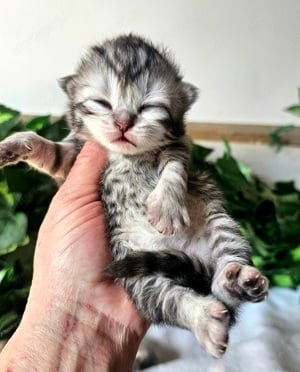 Tenyésztőtől eladó Selkirk Rex hosszú szőrű  kisfiú - kép 6