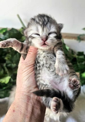 Tenyésztőtől eladó Selkirk Rex hosszú szőrű  kisfiú - kép 7