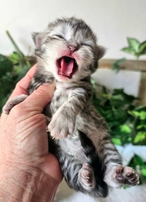 Tenyésztőtől eladó Selkirk Rex hosszú szőrű  kisfiú - kép 10