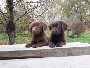 eladó ( csoki ) barna labrador retriever 