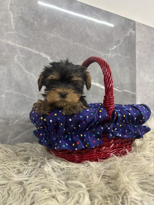 Kislány és kisfiú  yorki yorkshire terrier - kép 7