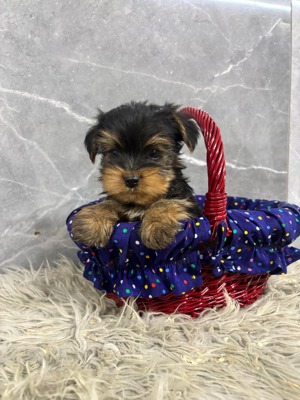 Kislány és kisfiú  yorki yorkshire terrier - kép 4