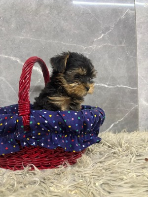 Kislány és kisfiú  yorki yorkshire terrier - kép 9