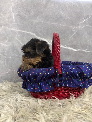 Kislány és kisfiú  yorki yorkshire terrier - kép 6