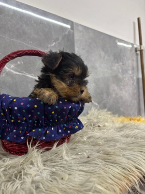 Kislány és kisfiú  yorki yorkshire terrier - kép 5