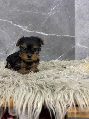 Kislány és kisfiú  yorki yorkshire terrier - kép 2