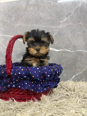 Kislány és kisfiú  yorki yorkshire terrier - kép 1