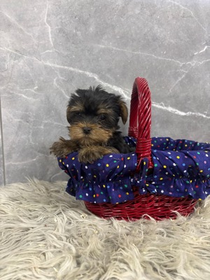 Kislány és kisfiú  yorki yorkshire terrier - kép 8