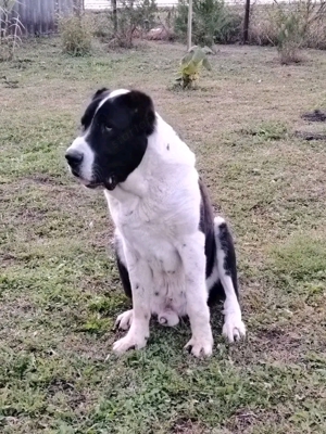 Közép Ázsiai Juhász kan eladó  - kép 5