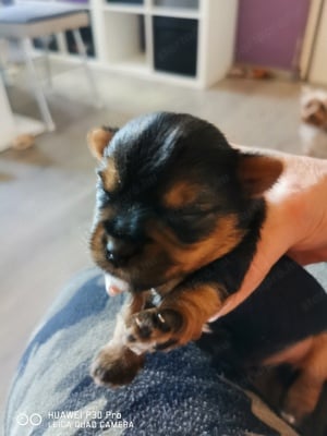 Yorkshire Terrier kisfiú  - kép 2