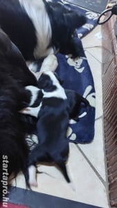 Fajtiszta border collie kölykök kiskutyák  - kép 5