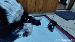 Fajtiszta border collie kölykök kiskutyák  - kép 2