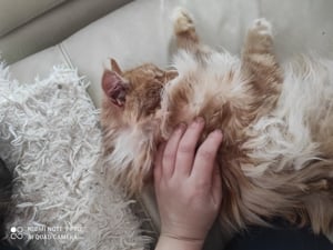 Maine coon lány  - kép 2