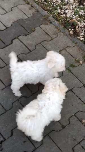 Eladók Bichon Havanese kiskutyák - kép 9